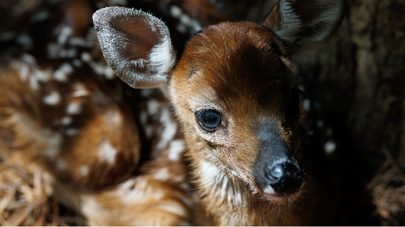 Fawns receive care at Holly's Nest Animal Rescue