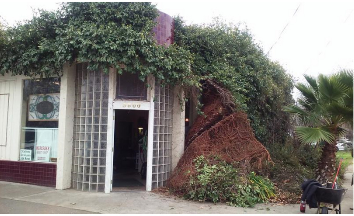 Vines, mold and birds nests: Sacramento salon owners beautify a formally decrepit space 