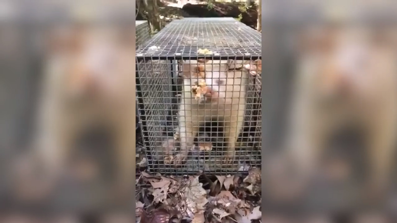 Rare albino raccoon caught prowling at Tennessee home
