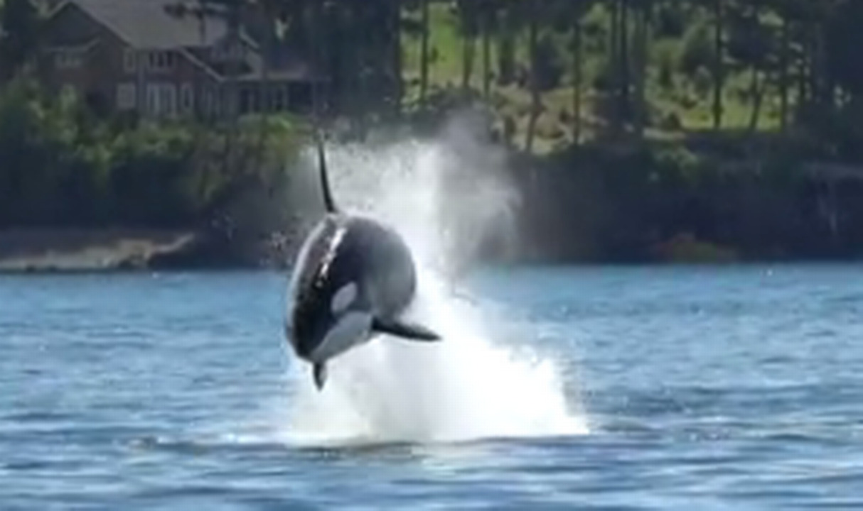 Watch killer whales take off on epic Steller sea lion hunt