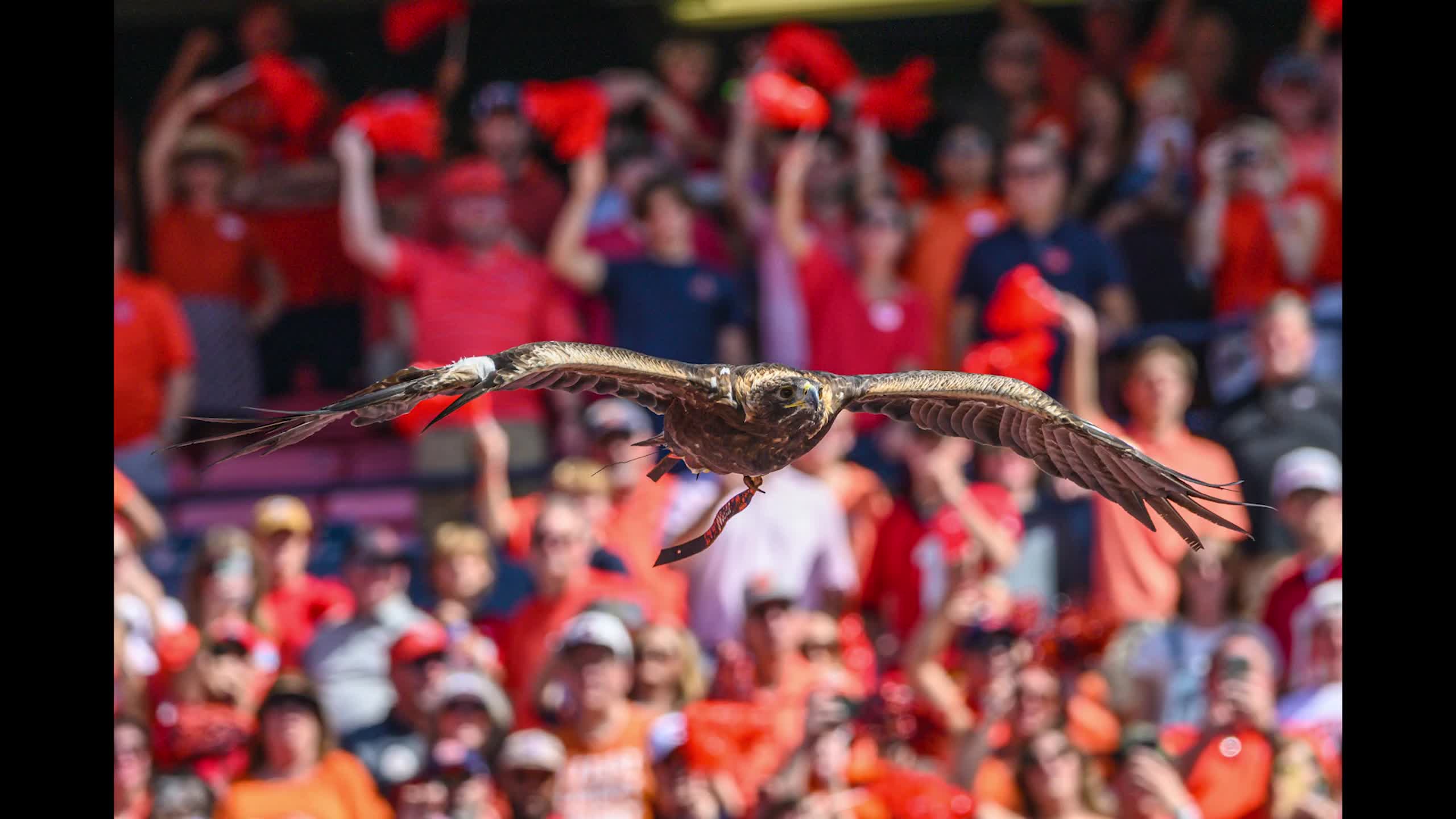 Photo Slideshow: Georgia improves to 5-0 with 27-20 win over Auburn