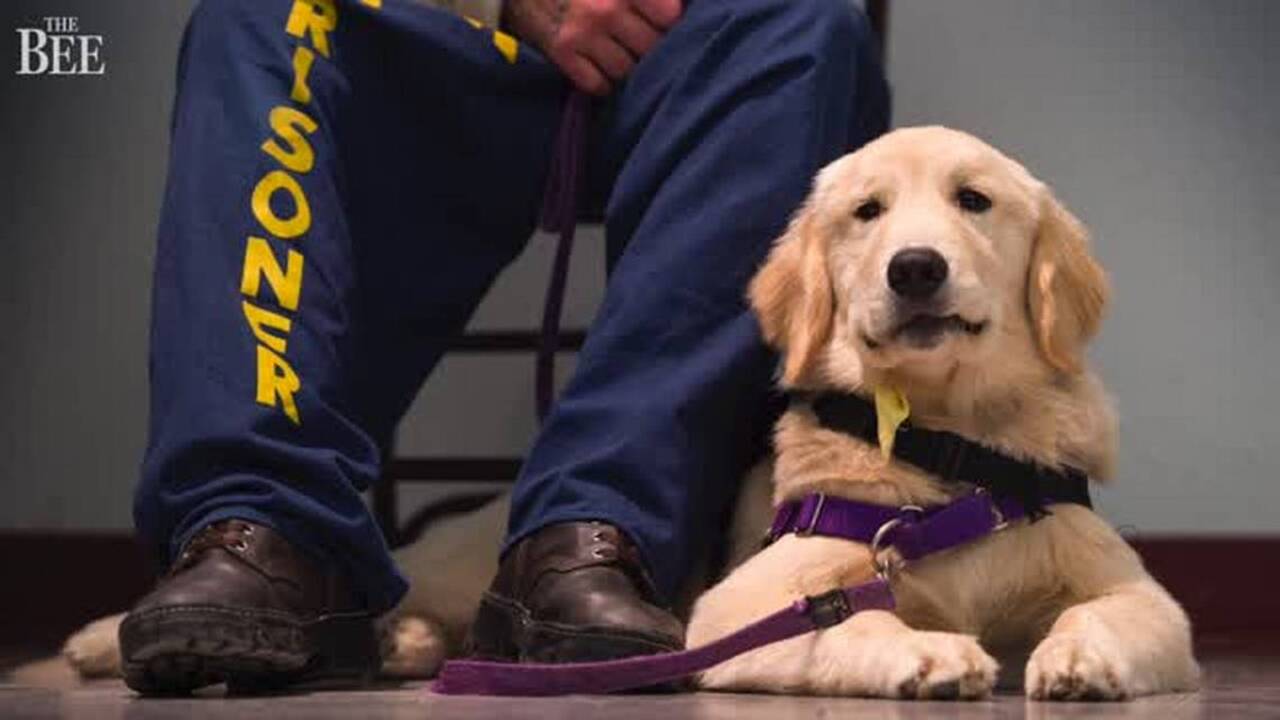 Puppies, prisoners at Mule Creek State Prison help each other with new program