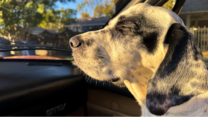 Northwest Dispatches: Notes on the death of a dog