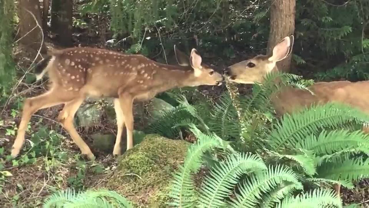 Can I get fined for feeding deer in Washington? What law, wildlife experts say