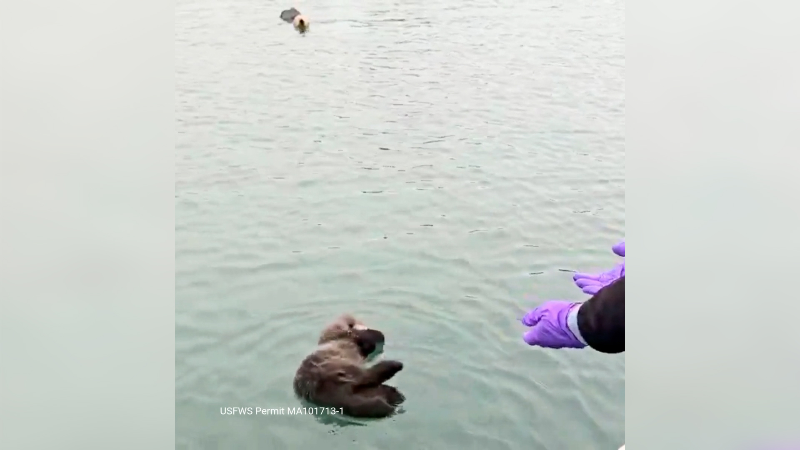 Marine Mammal Center team reunites sea otter mother and pup in Morro bay