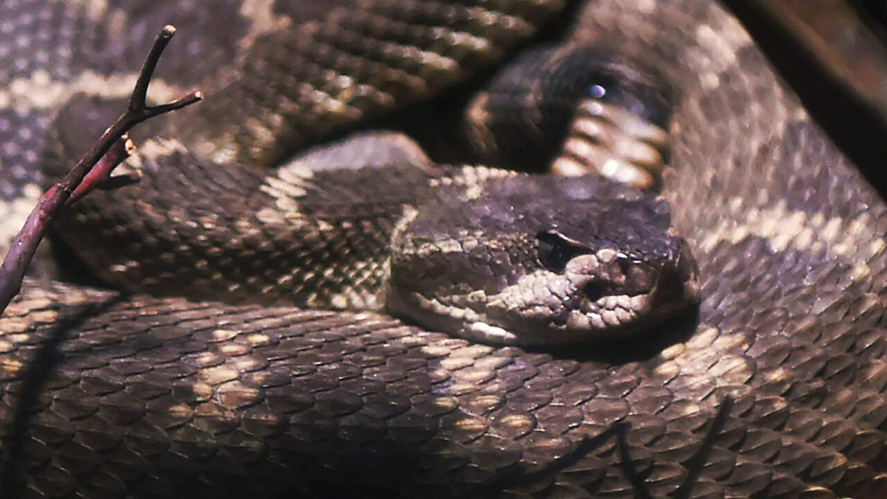 Rattlesnakes thrive in warm California weather. How to avoid getting bitten