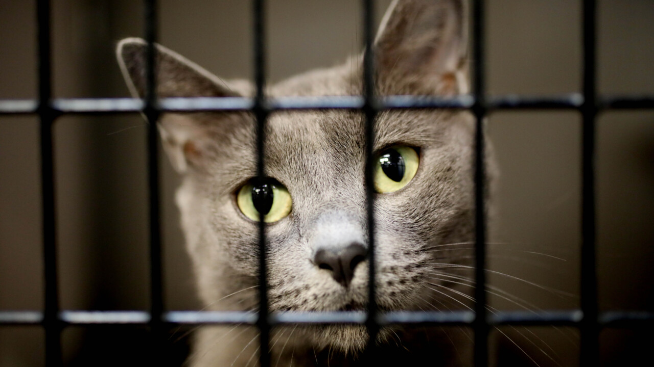 Cats evacuated from the North Myrtle Beach Humane Society settle in Raleigh