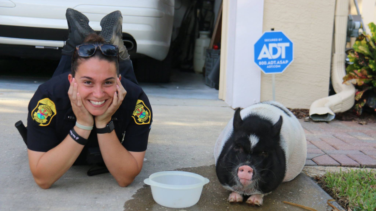 There was a loose pig in a Florida neighborhood. It’s not the only animal out and about