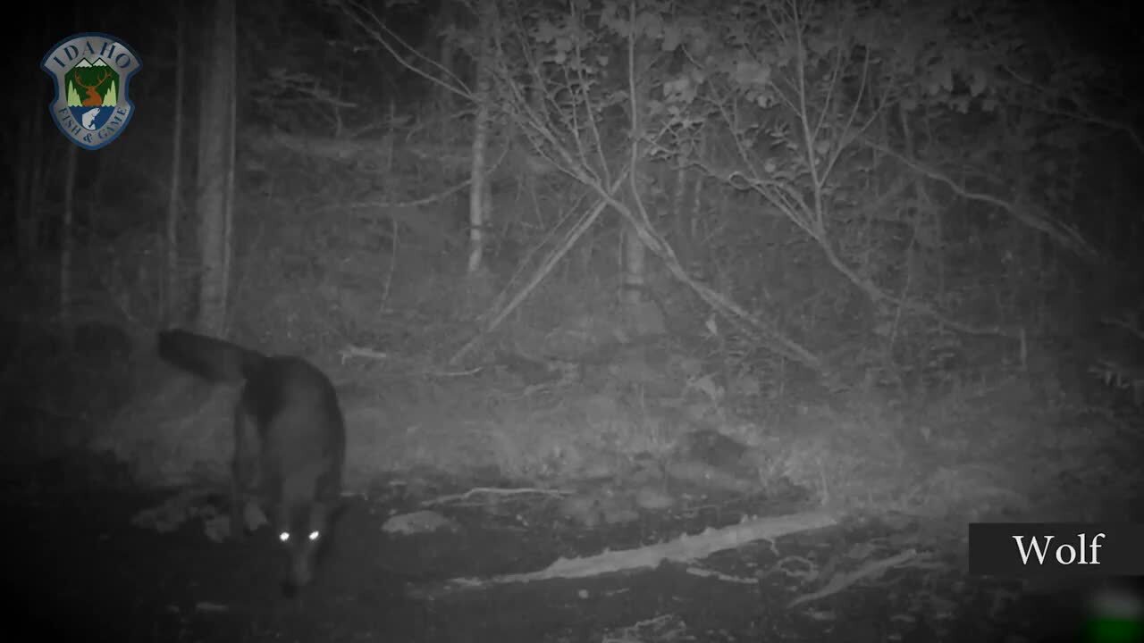 Trail camera in North Idaho spots seven species, including moose, wolf, lynx, bears
