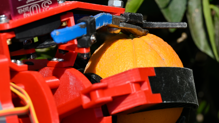 Watch this Fresno State robot pick oranges in an orchard