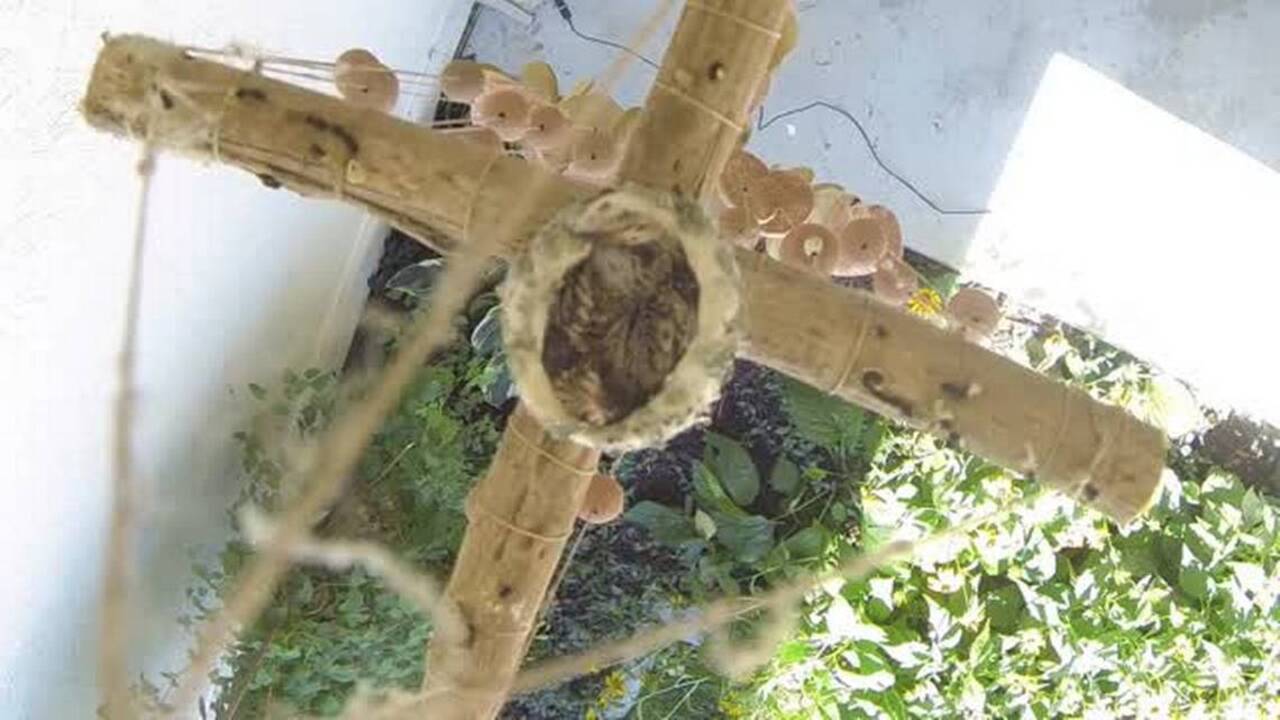 Watch baby hummingbirds feed