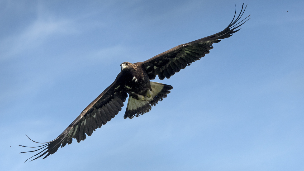 Watch golden eagle take flight after being released back into the wild