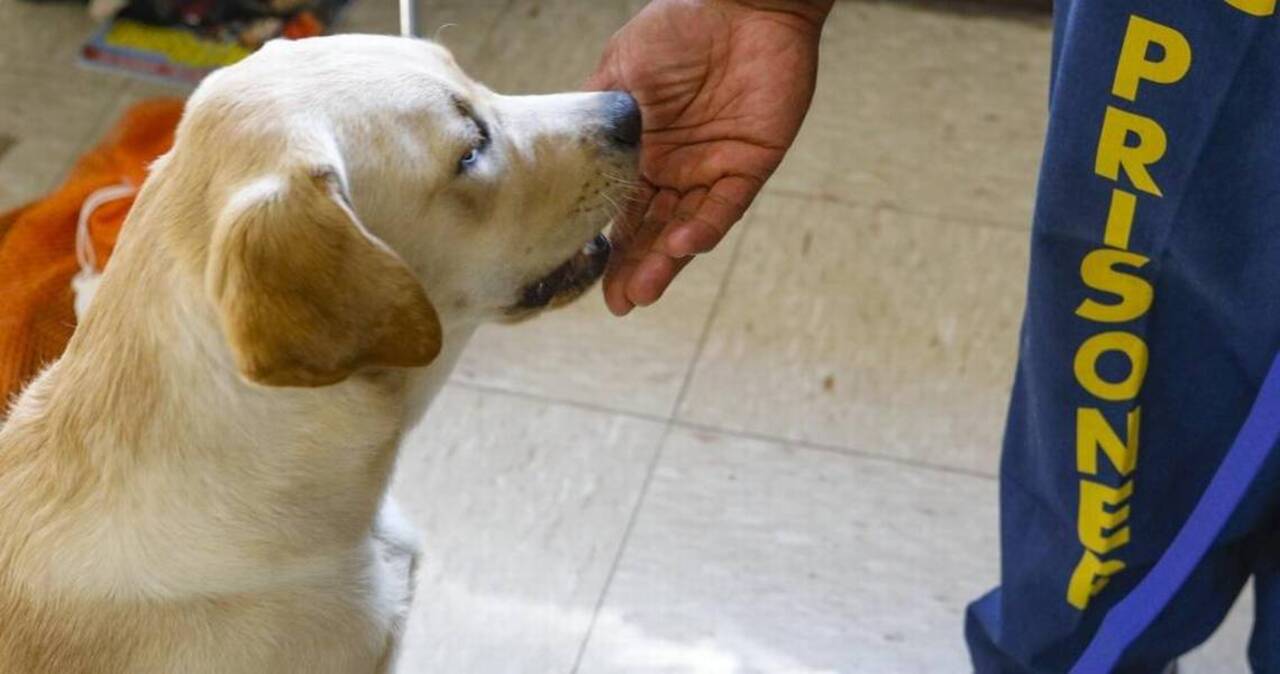 Training therapy dogs helps soften CMC inmates doing the hardest time