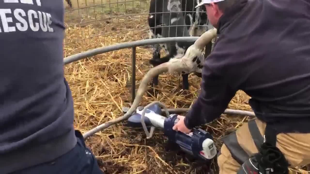 Texas firefighters rescue entangled longhorn (Video) | Fort Worth Star ...