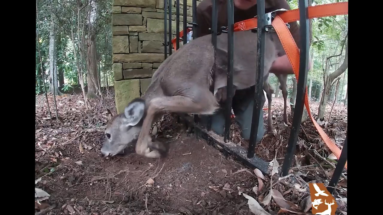 Watch: Deer gets stuck in fence, leading to odd rescue