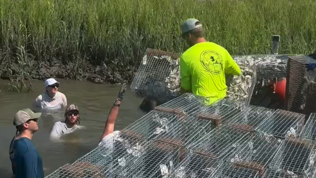 Video shows volunteers building an oyster reef in Beaufort waterways