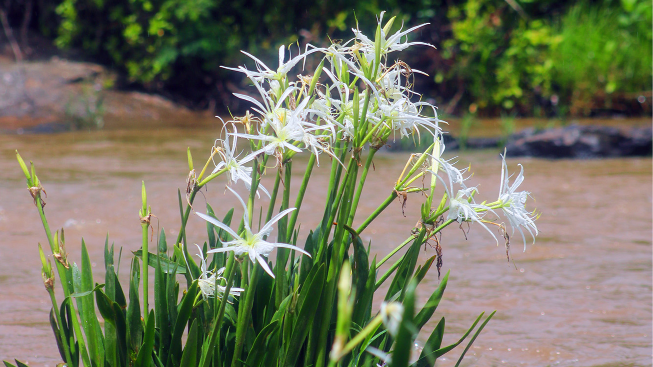 Looking Back: Drone video shows unique, rare Shoal Lily