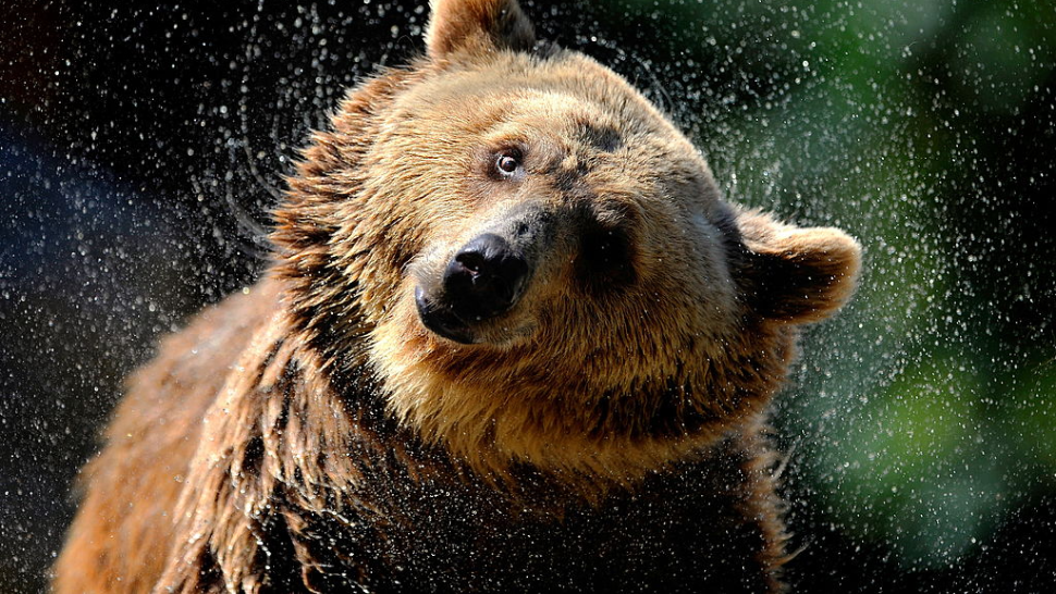 No grizzlies: Rural California cannot handle another apex predator | Opinion