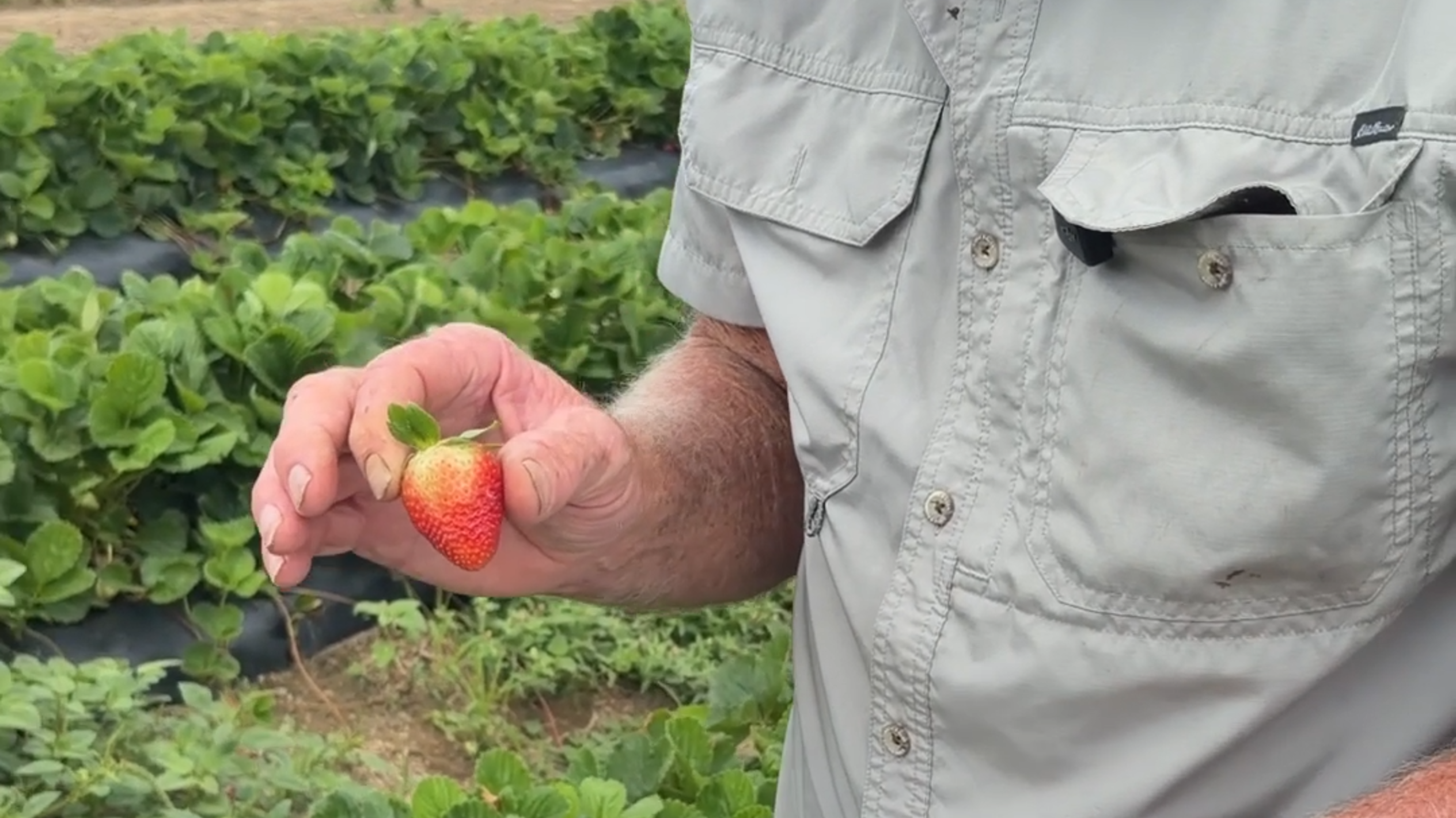 Unlike other crops, Georgia drought brought growth to Bibb County strawberry farm