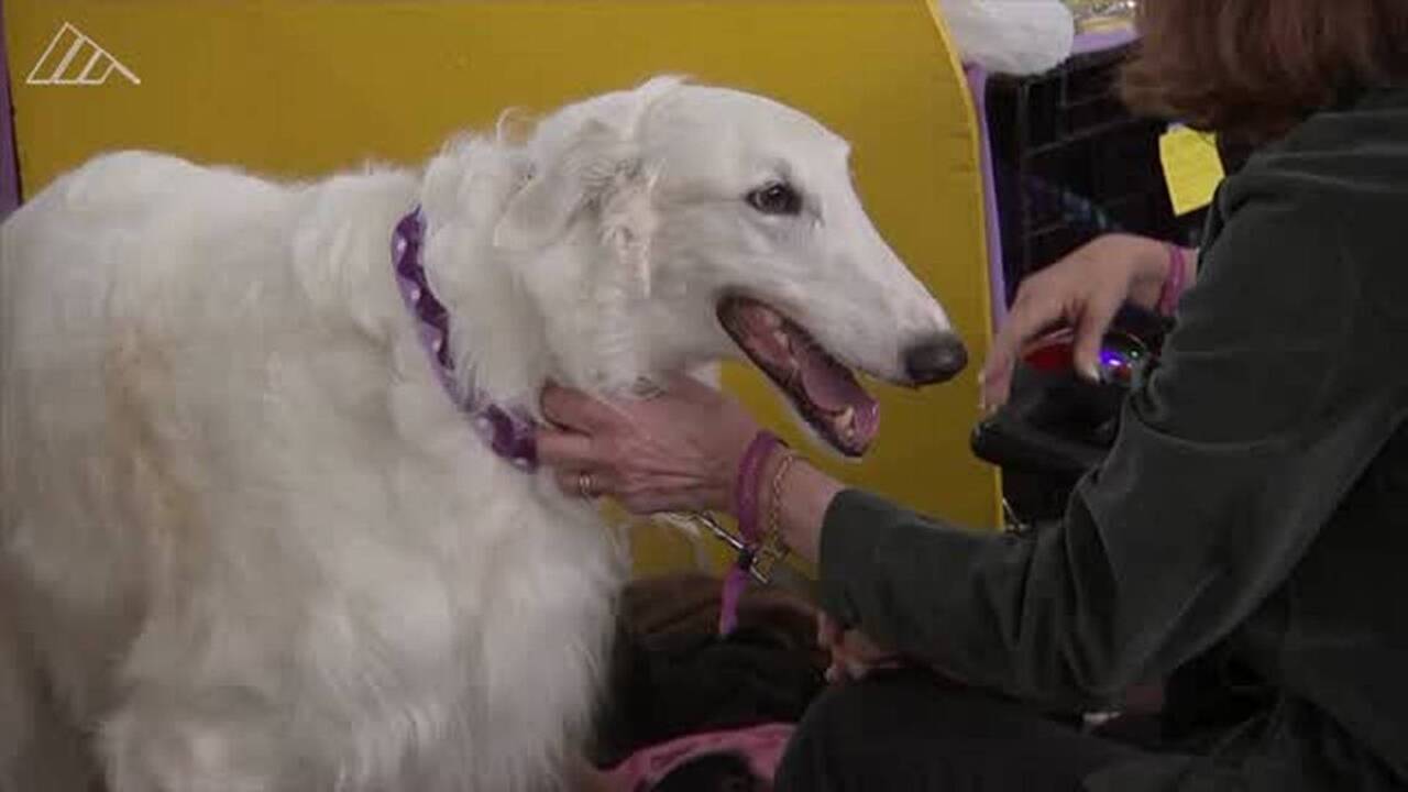 Westminster Dog Show features new breeds