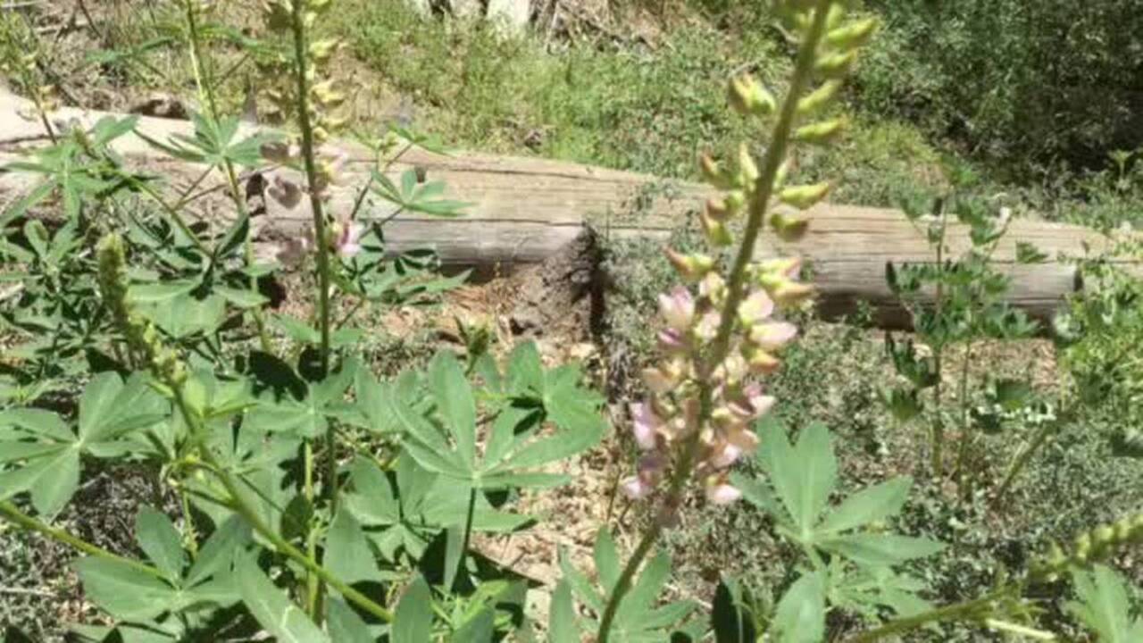 Wildflowers after wildfires