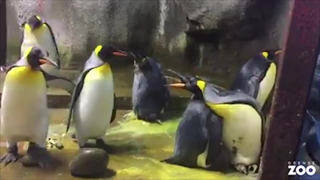 Gay penguins take chick from straight parents at Denmark Zoo