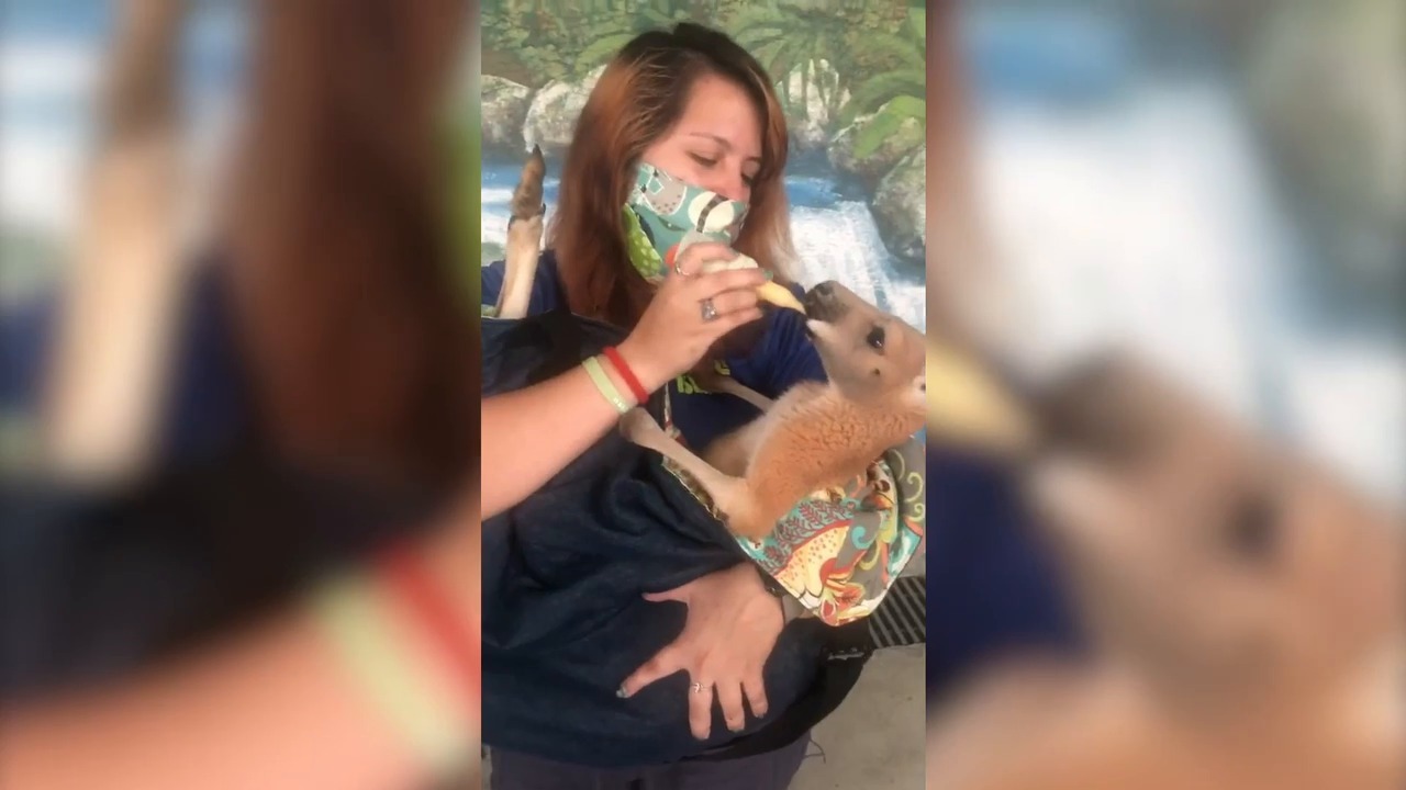 Craving a visit to an animal theme park? Jungle Island reopens with new rules