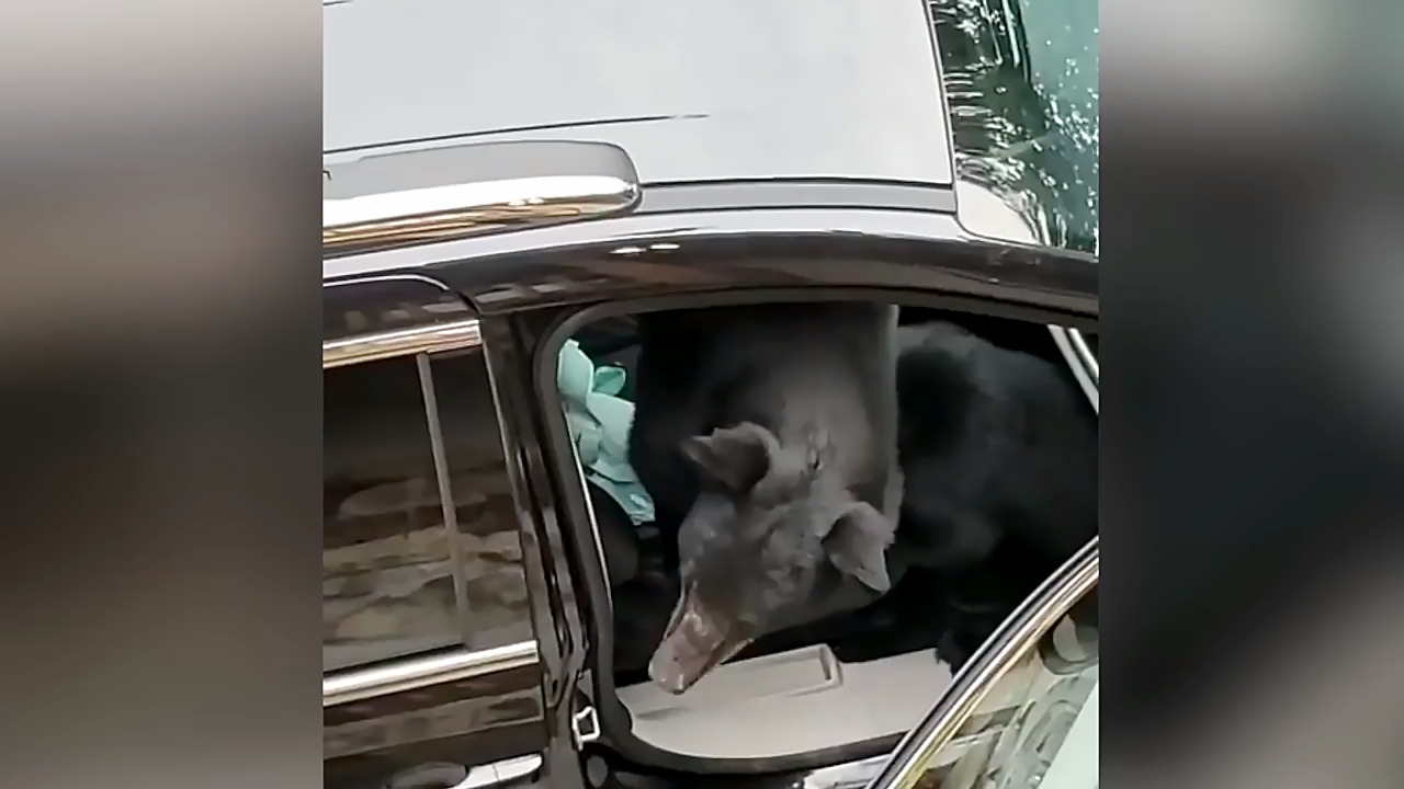 Hungry bear opens car door with ease to steal Combos and Pop-Tarts, video shows