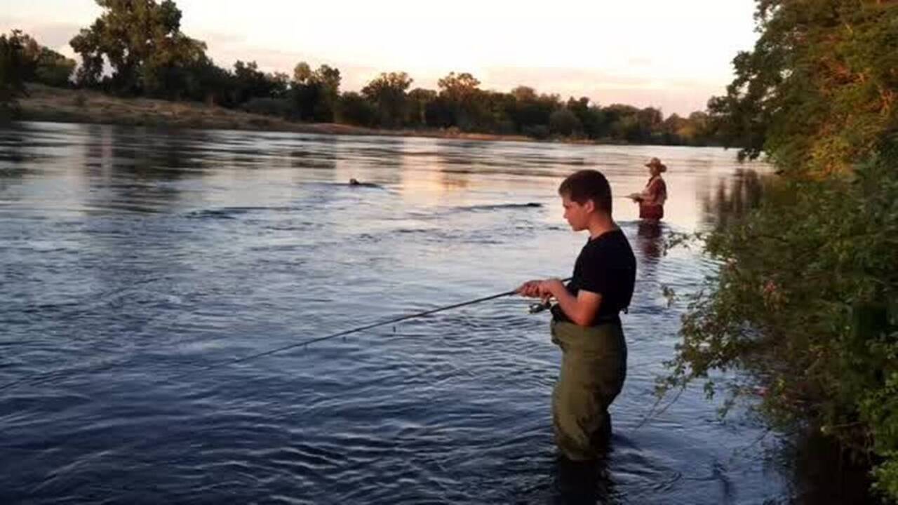 Fishing line: Sacramento River sees plenty of stripers and shad