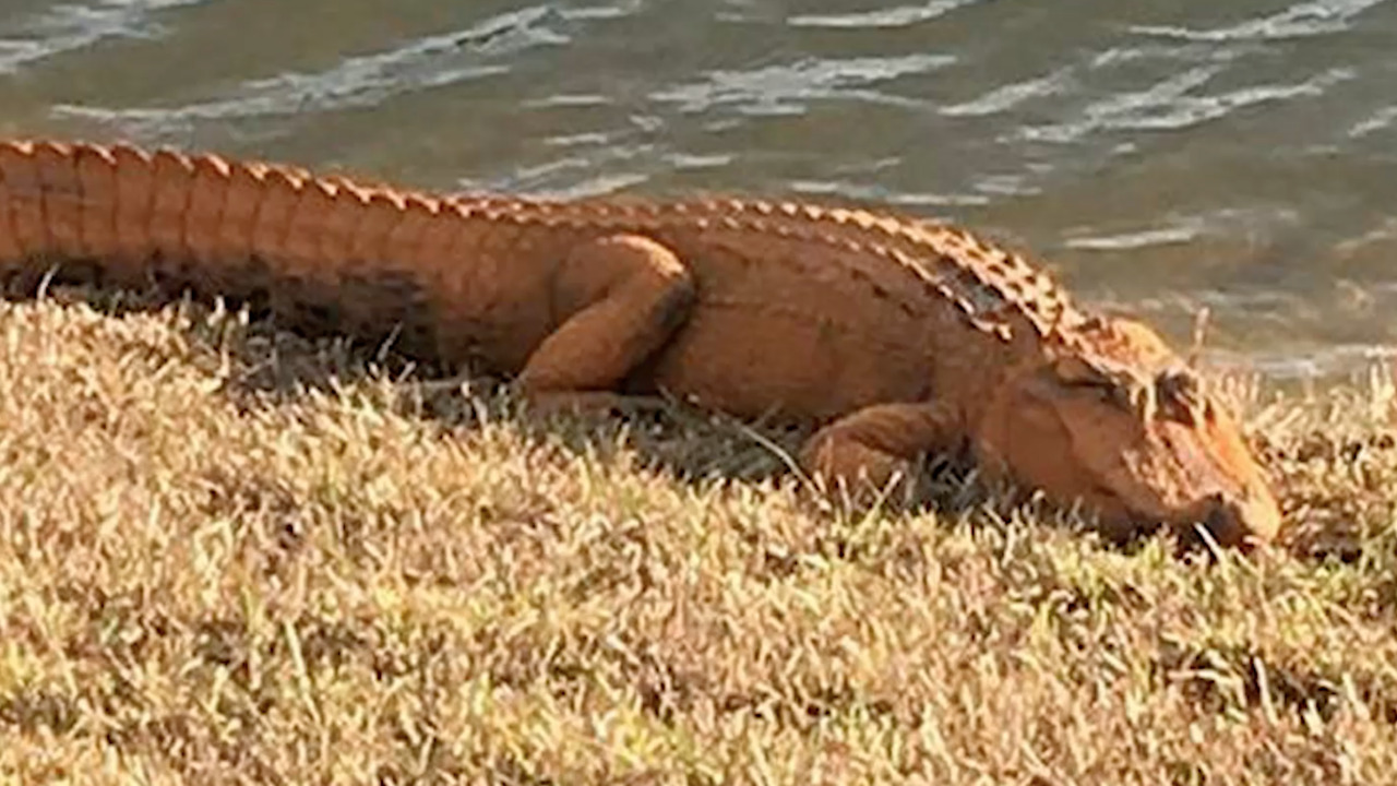2 orange alligators spotted in Bluffton. What’s causing them to change colors?