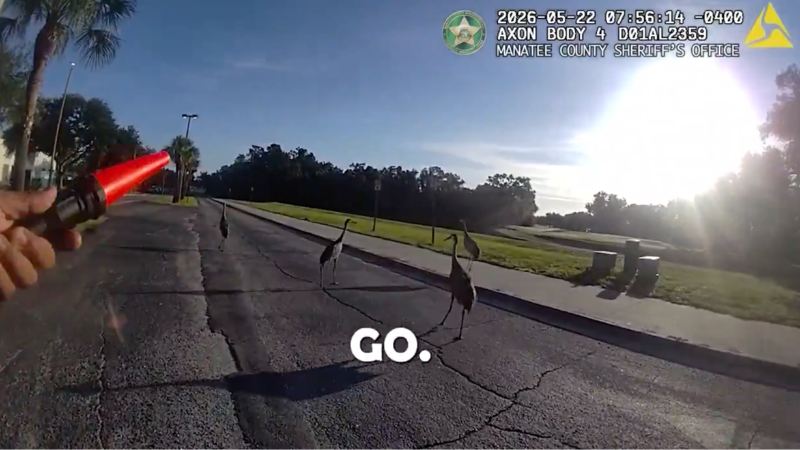 Sandhill cranes get deputy escort at Freedom Elementary