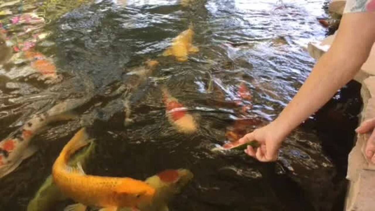 Fishing line: Trout plants continue at Lake Amador