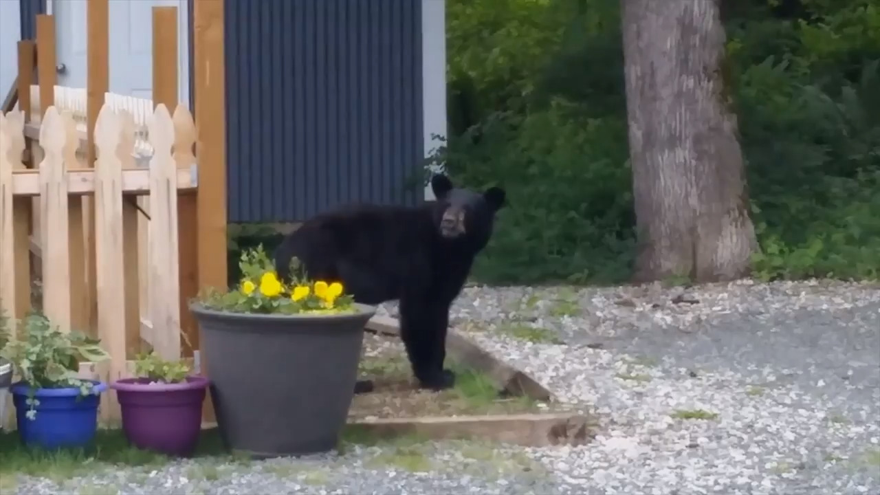 How much do you know about black bears?