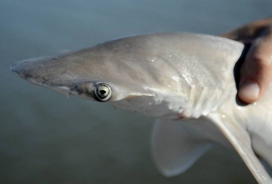 Fishing in the Lowcountry?  You’ll probably catch a shark. Here’s what to do