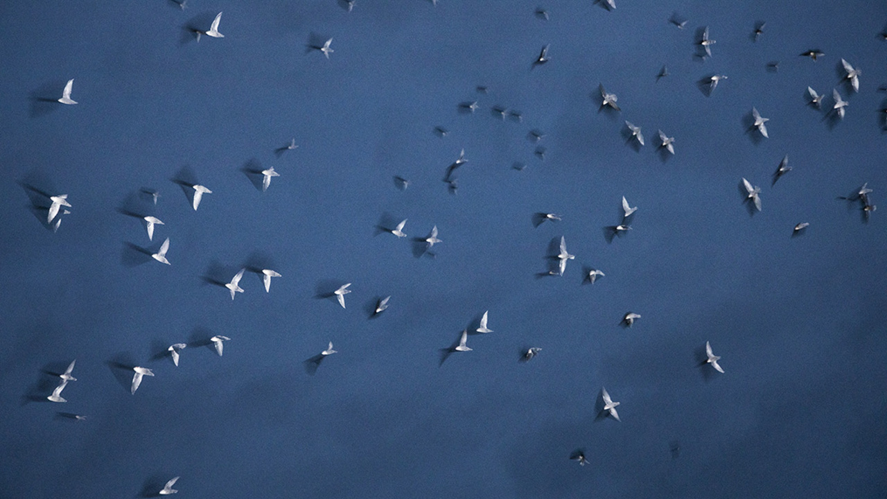 ‘This has captured my imagination.’ Watch NC chimney swifts roost ahead of migration