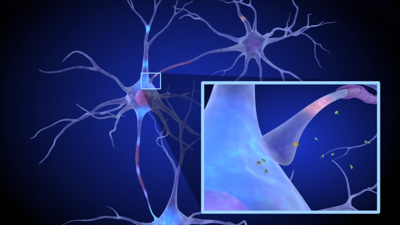 How the brain responds to marijuana