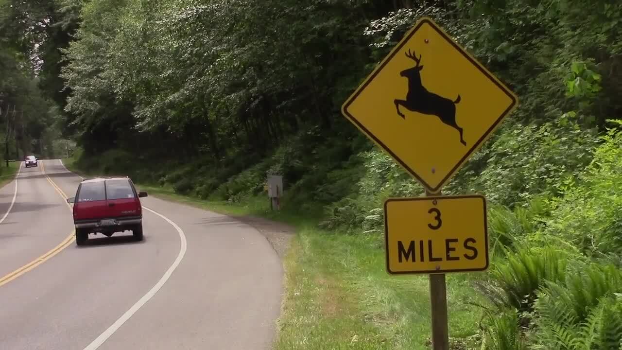 If you see a deer in the road, here’s how to avoid a collision