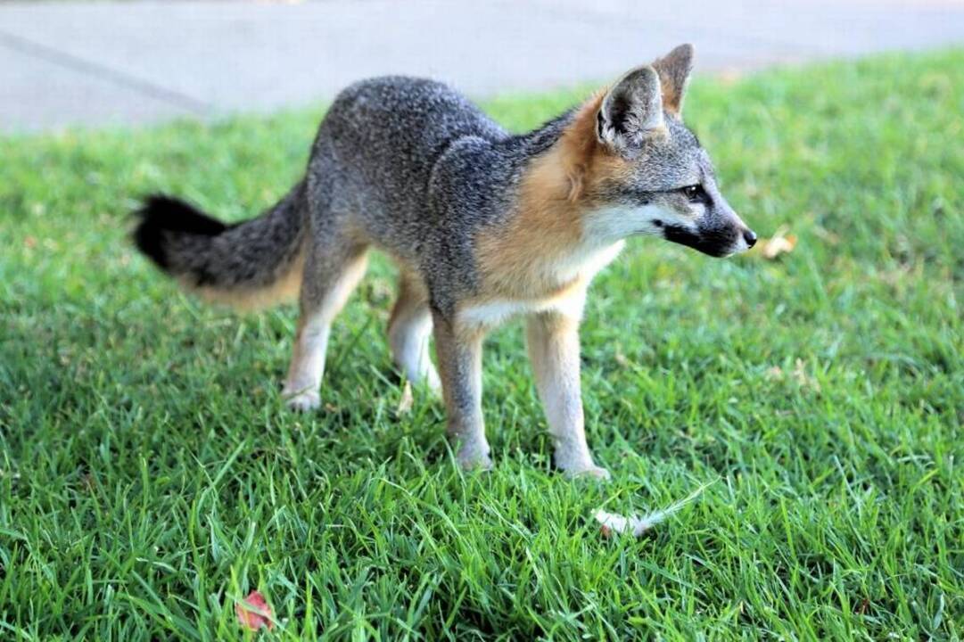 Death of ‘Foxy’ is shocking, but fox hunting was once common in Arroyo Grande