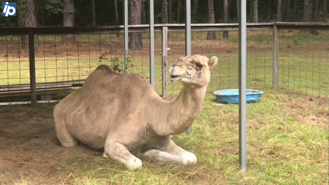 SC farm evacuates camel, goats, horses for Hurricane Dorian