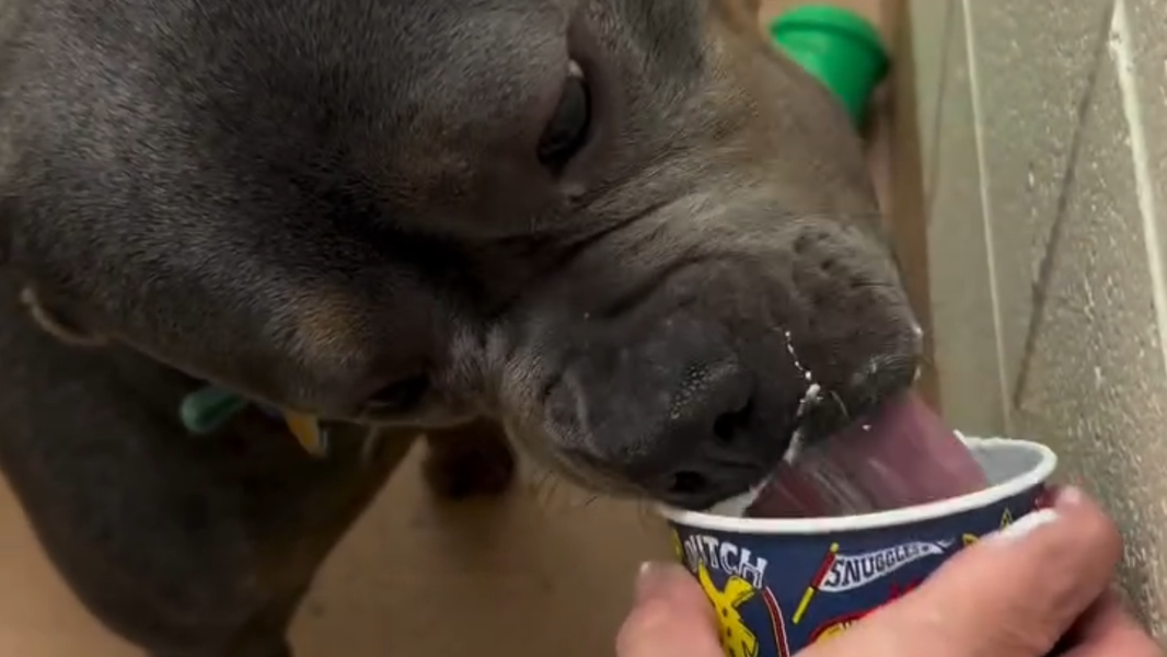 Shelter dogs enjoy donated 'pup cups' from local coffee shop