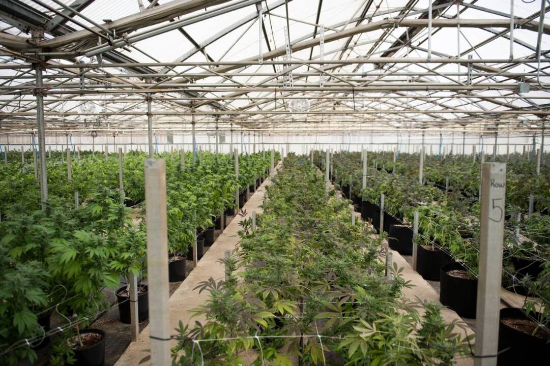 The other side of Eden: Commercial marijuana takes root in Steinbeck country