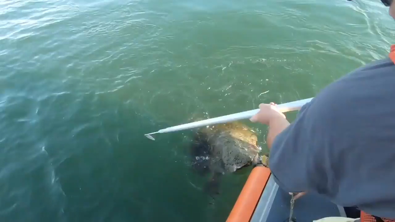 Coast Guard rescues loggerhead turtle tangled in line