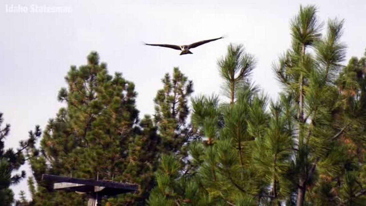 Biking and birding on the shore of Lake Cascade