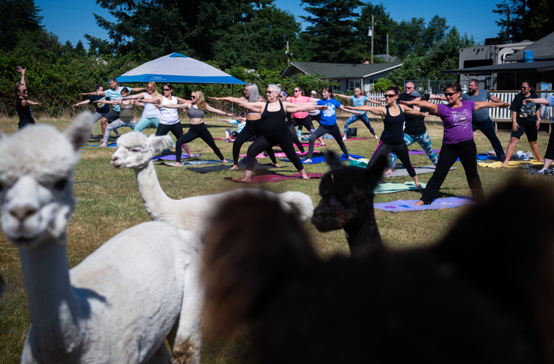Rescued alpacas can help with your downward-dog pose at this farm in Fife