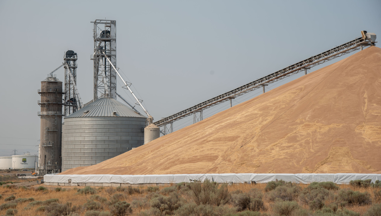 Severe drought devastates Washington state’s wheat crop