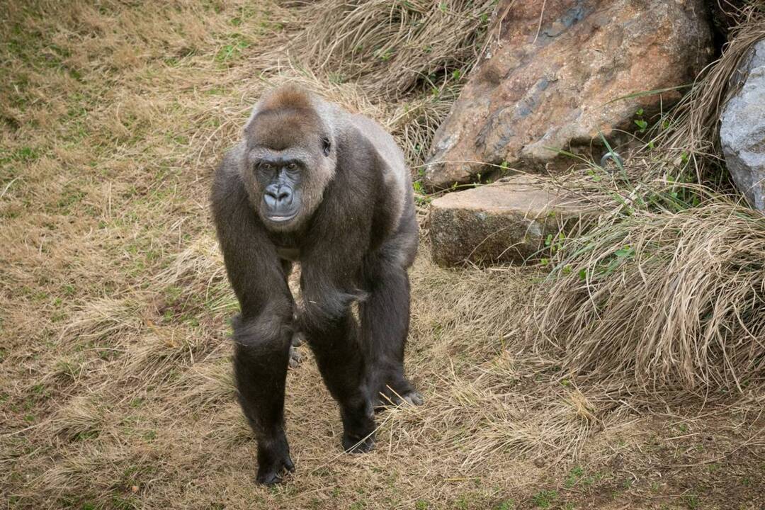 Baby gorilla born at Riverbanks Zoo in Columbia