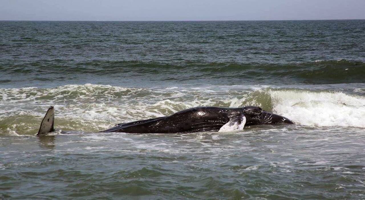 Whale frees itself from Outer Banks sandbar