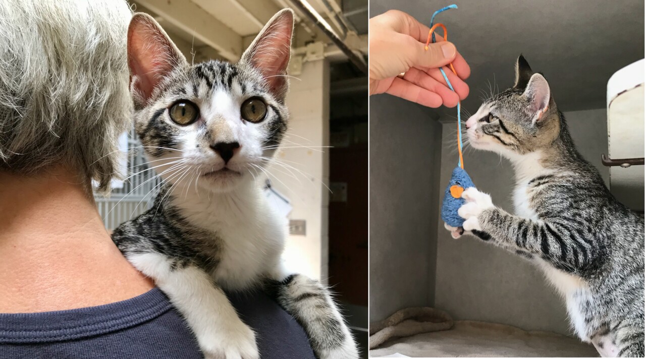 Pet Tales: Cute kittens Bob and Donna are looking for a new home