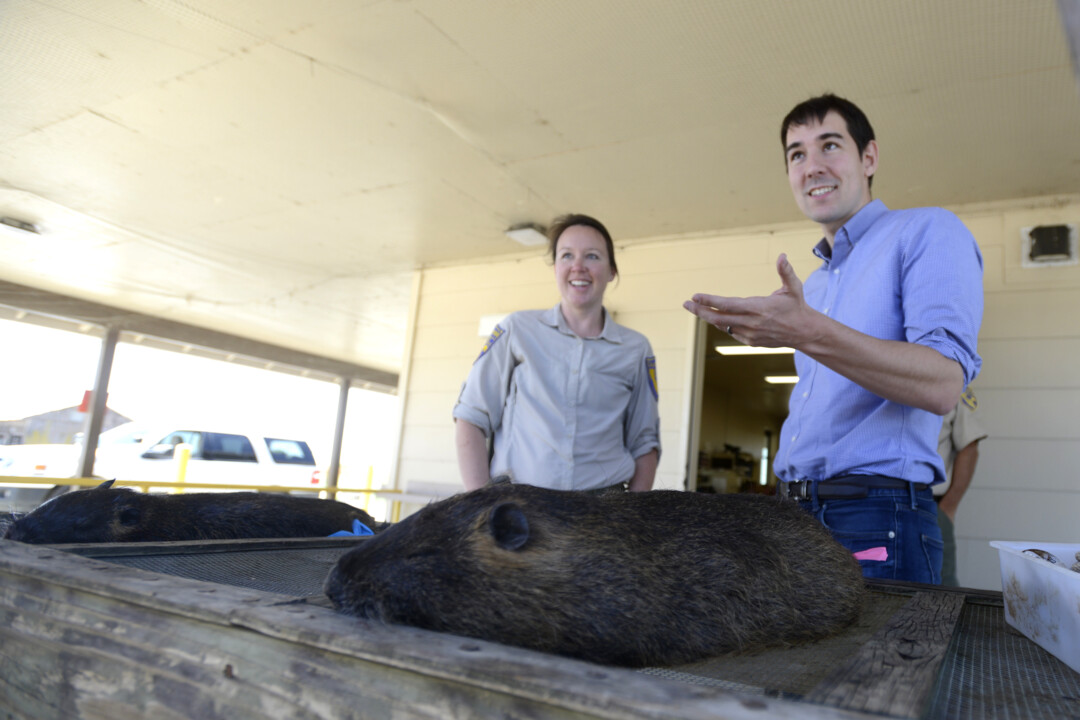 Merced CA invasive rodent problem is big concern, officials say