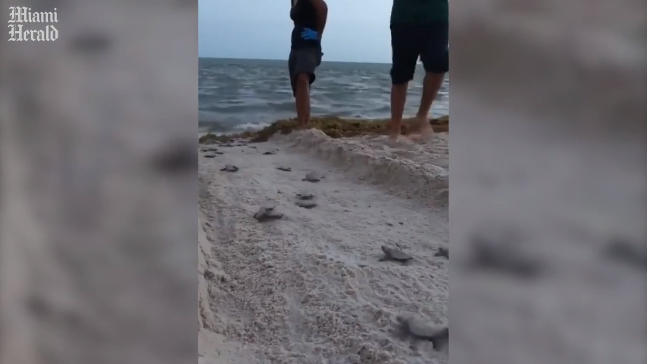 A Hilton resort in Fort Lauderdale uses bright lights. It may have killed sea turtles